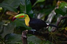 Sky Gondola and Trails at Veragua Rainforest