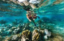Reef Snorkeling in National Park from Cancun with Beachside Lunch