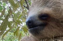 Tropical Wonders Sloths and River Serenity
