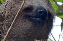 Tropical Wonders Sloths and River Serenity