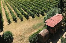 Guided tour with wine tasting and local organic products