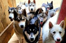 Husky Trekking in Natural Park near Vilnius