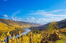 Mosel Organic Wine Tasting and Cellar Tour in Reil