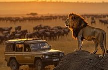 Maasai Mara Daytrip 