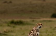 Maasai Mara Daytrip 