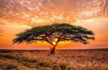 Maasai Mara Daytrip 