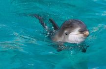 Swim with Happy Dolphin 30 min and Transfer - Sharm El Shiekh
