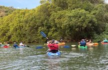 Mangrove River Kayak Tour Samara and Carrillo