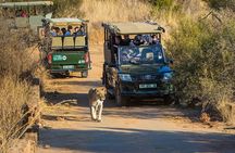 2 Day Pilanesberg Safari at Ivory Tree Game Lodge