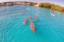 Jupiter Island Guided Paddle Boarding Tour