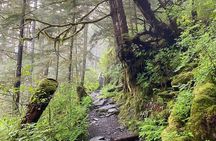 3-Hour Rainforest, Beach & Wildlife Walk