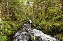 3-Hour Rainforest, Beach & Wildlife Walk