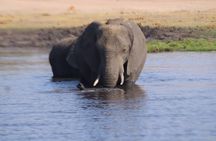 Chobe National Park Full Day Safari Tour