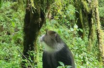 Mount Kilimanjaro Day Hike