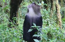 Mount Kilimanjaro Day Hike