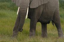 Private Full Day Tour to Amboseli from Nairobi