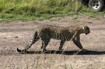 Private Full Day Tour to Amboseli from Nairobi