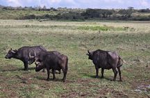 Private Half Day Tour at Nairobi National Park