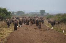 Private Half Day Tour at Nairobi National Park