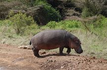Private Half Day Tour at Nairobi National Park