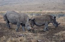 Private Half Day Tour at Nairobi National Park