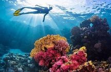 Snorkeling Adventure at Dolphin House Reef & Pickup – Marsa Alam