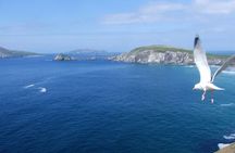 Dingle Peninsula Private Tour Half Day 