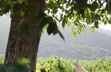 Sparkling Wine Tasting at the Vineyard
