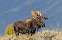 Sunrise and Sunset Tour of Grand Teton