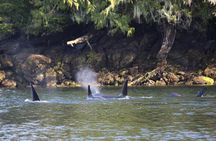 Private Boat Tour of Misty Fjords from Ketchikan