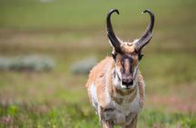 Lamar Valley Wildlife Watching