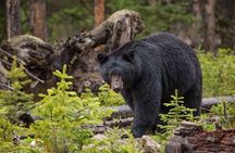Lamar Valley Wildlife Watching
