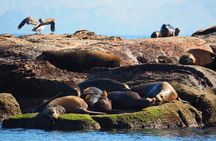 Coronado Island Visit and Sea Lions Swimming