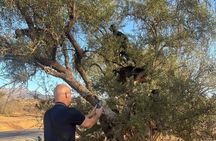 Excursion d'une journée à Tiout Taroudant au départ d'Agadir