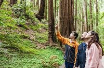 Muir Woods & Sausalito (Return by Bus or Ferry)
