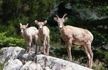 Yellowstone Day Adventure 
