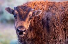 Yellowstone Day Adventure 