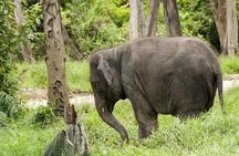 Full Day Elephant Sanctuary Tour with lunch Local food