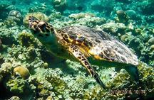 Sharm El Naga Coral Reserve with Lunch