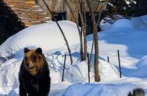 Asahiyama Zoo, Biei tree, Shirohige Falls and Blue Pond Day Tour