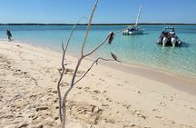 Swimming Pigs, turtles, snorkeling rose island reef .