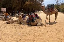 Cultural Excursions ( Goree Island and Lac Rose) with SENEXPAT