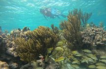 Snorkel at the Reef 2 HOURS Puerto Morelos National park