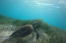 Snorkel at the Reef 2 HOURS Puerto Morelos National park