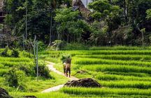 Vietnam Private Tour Explore Ethnic Culture and Nature in 15 Days