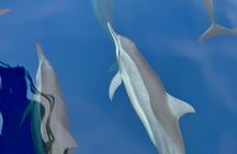 Sustainable Dolphin Watching in Pemuteran