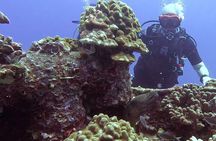 4 Hour Guided Scuba Diving Adventures in Waikiki