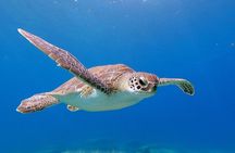 Diving for licensed divers