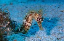 Diving for licensed divers