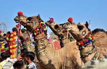 10 Days Rajasthan & Golden Triangle with Tiger Safari Tour by Car